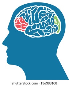 Brain in Head