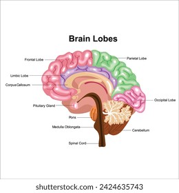 brain hemisphere and brain lobes illustration 