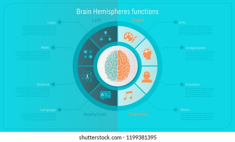 Brain hemispheres functions left analytical and right creative  infographics set vector illustration  on blue and orange color tone 