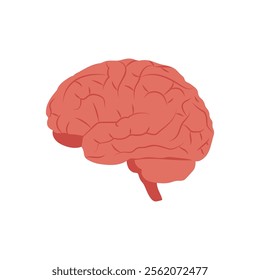 Brain, Human Body Part Illustration