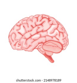 brain human body part, realistic icon