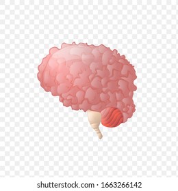 Brain. Human internal organ realistic isolated on a t transparent background. Design element for Health care,medicine,anatomy education