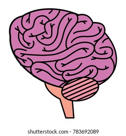 brain human isolated icon