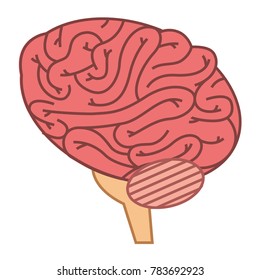 brain human isolated icon