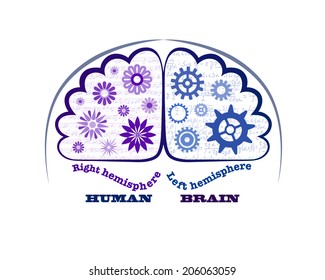 Brain of human for medical design. Left and right cerebral hemispheres. Vector drawing.