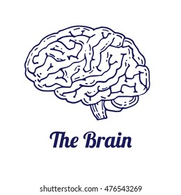 The brain human organ line art hand drawn illustration