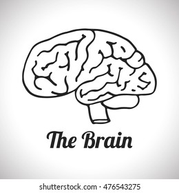The brain human organ line art hand drawn illustration