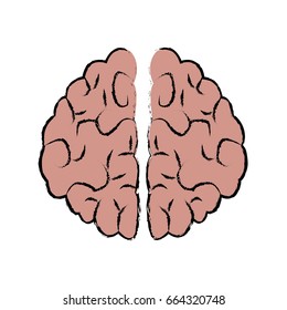 brain human organ part anatomy medical