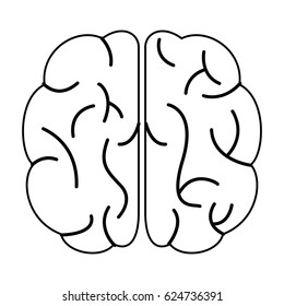 brain human organ top view outline