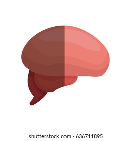 brain human part healthy organ image