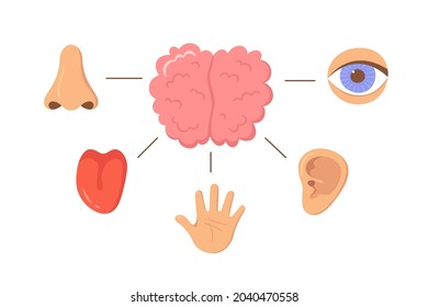 Brain and human senses organ set. Nose, ear, hand, tongue, eye. Sensory organs. See, hear, feel, smell and taste. Elements for an educational manual. Vecor illustrations isolated on white background.