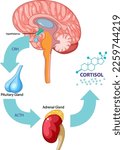 Brain hypothalamus and pituitary gland vector illustration