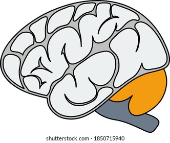 Brain Icon. Editable Outline With Color Fill Design. Vector Illustration.