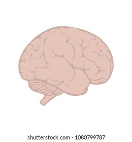 brain icon in flat style isolated vector illustration on white transparent background