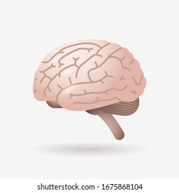 Icono cerebral anatomía de órganos internos humanos anatomía de la salud concepto de cuidado de la salud ilustración vectorial plana