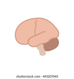 brain icon.  human brain from side. with the cerebellum and medulla brain, isolated vector illustration.