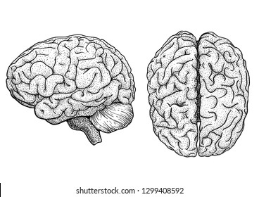 Brain Illustration, Drawing, Engraving, Ink, Line Art, Vector