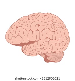 brain illustration, vector design of human internal organs