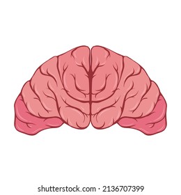 Brain illustrations on transparent background