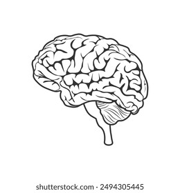 Brain. An image of the brain, in black and white. The image of the brain in a linear style. Vector illustration isolated on a white background