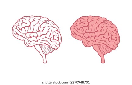 Brain. Brain image in cartoon and linear style. The human brain. Children s coloring book. Vector illustration isolated on a white background