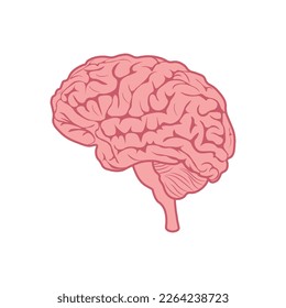 Brain. Image of the human brain. The central nervous system of man. Vector illustration isolated on a white background
