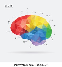Brain Infographic Concept. Vector Illustration