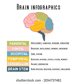 Brain Infographics Each Part Human Brain Stock Vector (Royalty Free ...