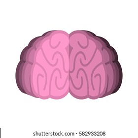 Brain isolated. Human brains on white background
