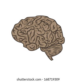 Brain - Isolated On White Background - Vector Illustration, Graphic Design Editable For Your Design.   