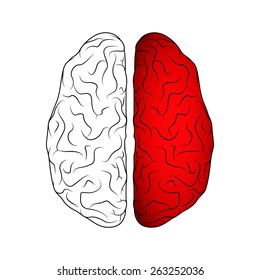 Brain isolated on white. EPS10 vector