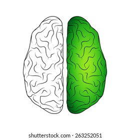 Brain isolated on white. EPS10 vector