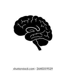 Brain Lateral Cross Section View Showing Detailed Cerebral Anatomy