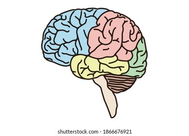  Brain line art , vector illustration