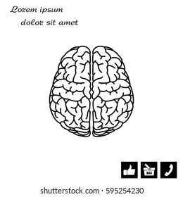 Brain line icon