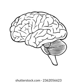 brain line vector illustration,isolated on white background,top view