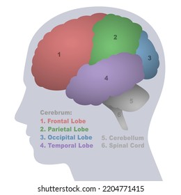 Brain Lobes Anatomical Regions Cerebrum Frontal Stock Vector (Royalty ...