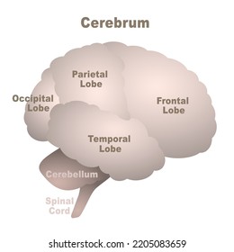 Brain Lobes Chart Cerebrum Frontal Parietal Stock Vector (royalty Free 