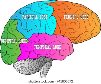 Brain With Lobes Indicaded 