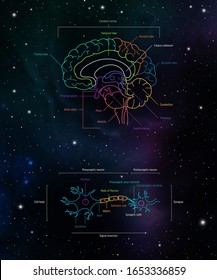 Brain lobes and neuron anatomy. Axons, dendrites, cell body, myelin and synaptic cleft. Neuroscience infographic on space background. Neurobiology scientific medical vector illustration.