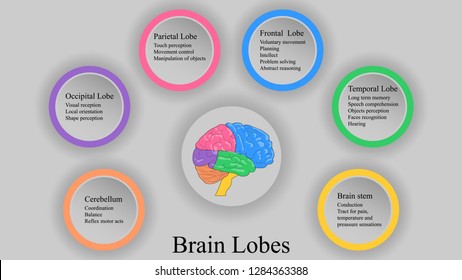 Brain Lobes Vector Illustration Human Brain Stock Vector (Royalty Free ...