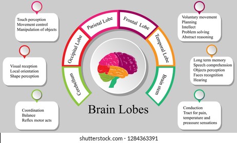 Brain lobes vector illustration. Human brain infographic vector. Brain lobes functions 