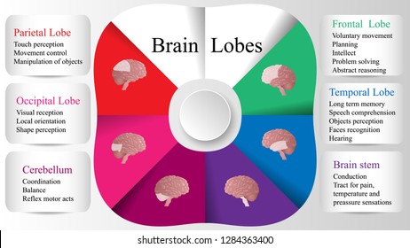 Brain lobes vector illustration. Human brain infographic vector. Brain lobes functions 