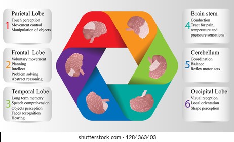 Brain lobes vector illustration. Human brain infographic vector. Brain lobes functions 