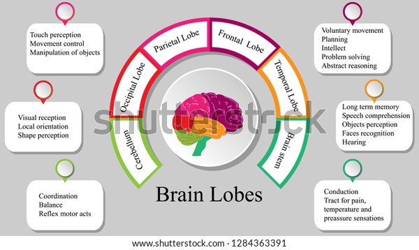 Brain lobes vector illustration. Human\
brain infographic vector. Brain lobes functions\
