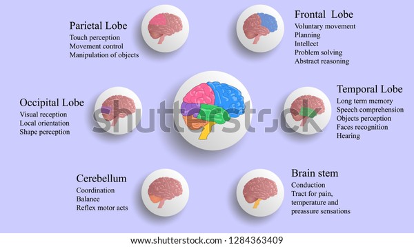 Brain lobes vector illustration. Human\
brain infographic vector. Brain lobes functions\
