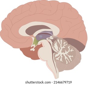 2 Locus coeruleus Images, Stock Photos & Vectors | Shutterstock