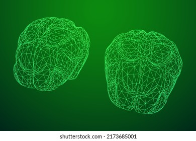 Brain. Low poly abstract digital human brain. Neural network. IQ testing, artificial intelligence virtual emulation science technology concept. Wireframe low poly mesh vector illustration.