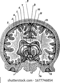 Brain is the main organ in the living organisms, including vertebrates and invertebrates. It is also considered as the main part of nervous system, , vintage line drawing or engraving illustration.