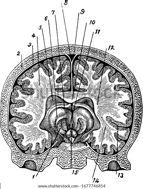 Brain is the main organ in the living\
organisms, including vertebrates and invertebrates. It is also\
considered as the main part of nervous system, , vintage line\
drawing or engraving\
illustration.